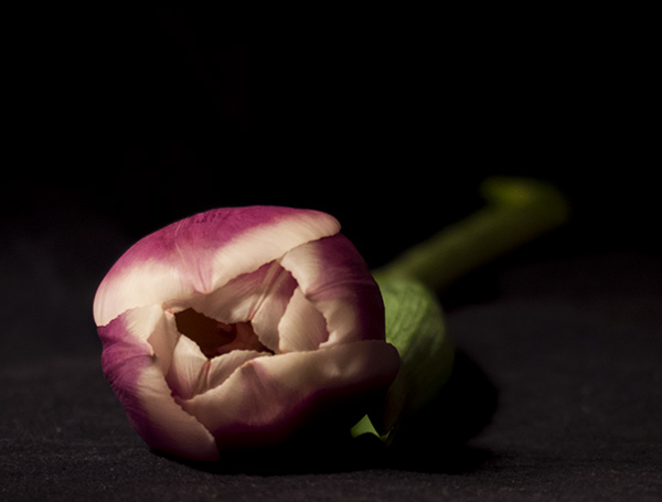 Pink tulip against black background