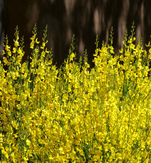 The yellow flowers on this shrub blazed in the morning sun.