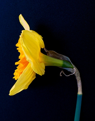 Daffodil - side