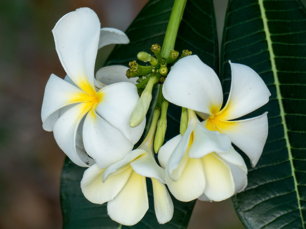 frangipani - plumeria