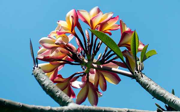 frangipani - plumeria