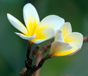 frangipani-plumeria