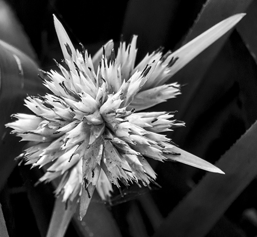 Mystery spiky flower