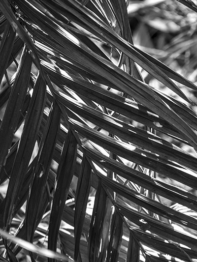 Dried palm fronds 