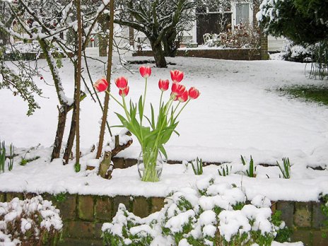 tulips in snow