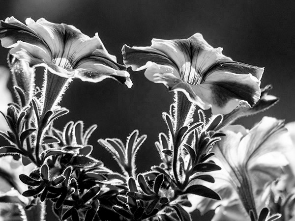 Petunia in black and white