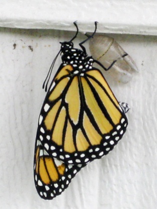 Monarch butterfly climbing out of chrysalis