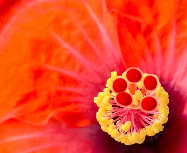 Hibiscus viewed from above