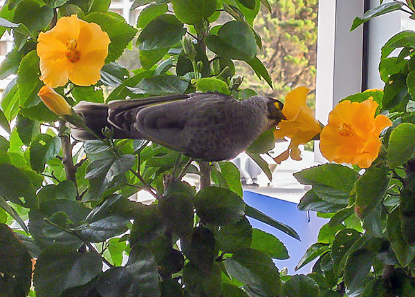 Noisy Miner in a hibiscus plant