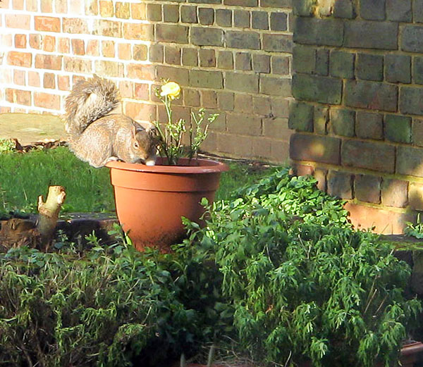 Squirrel in rose pot. He looks soooo guilty!